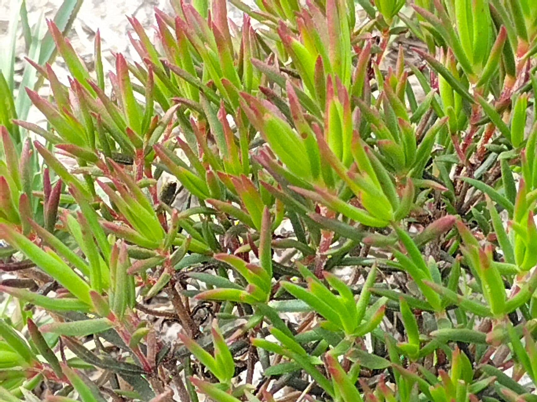 Lampranthus 2