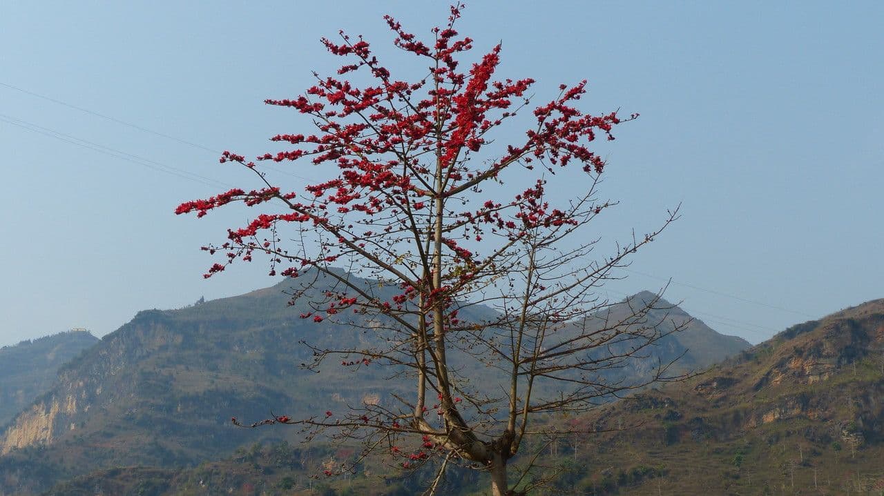 Albero del cotone 12