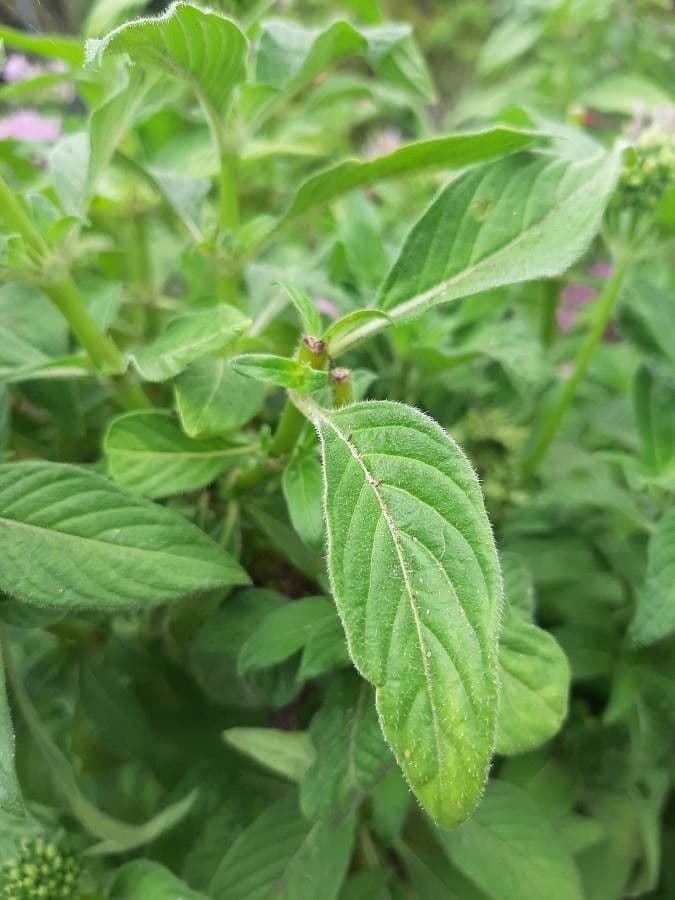 Pentas 16