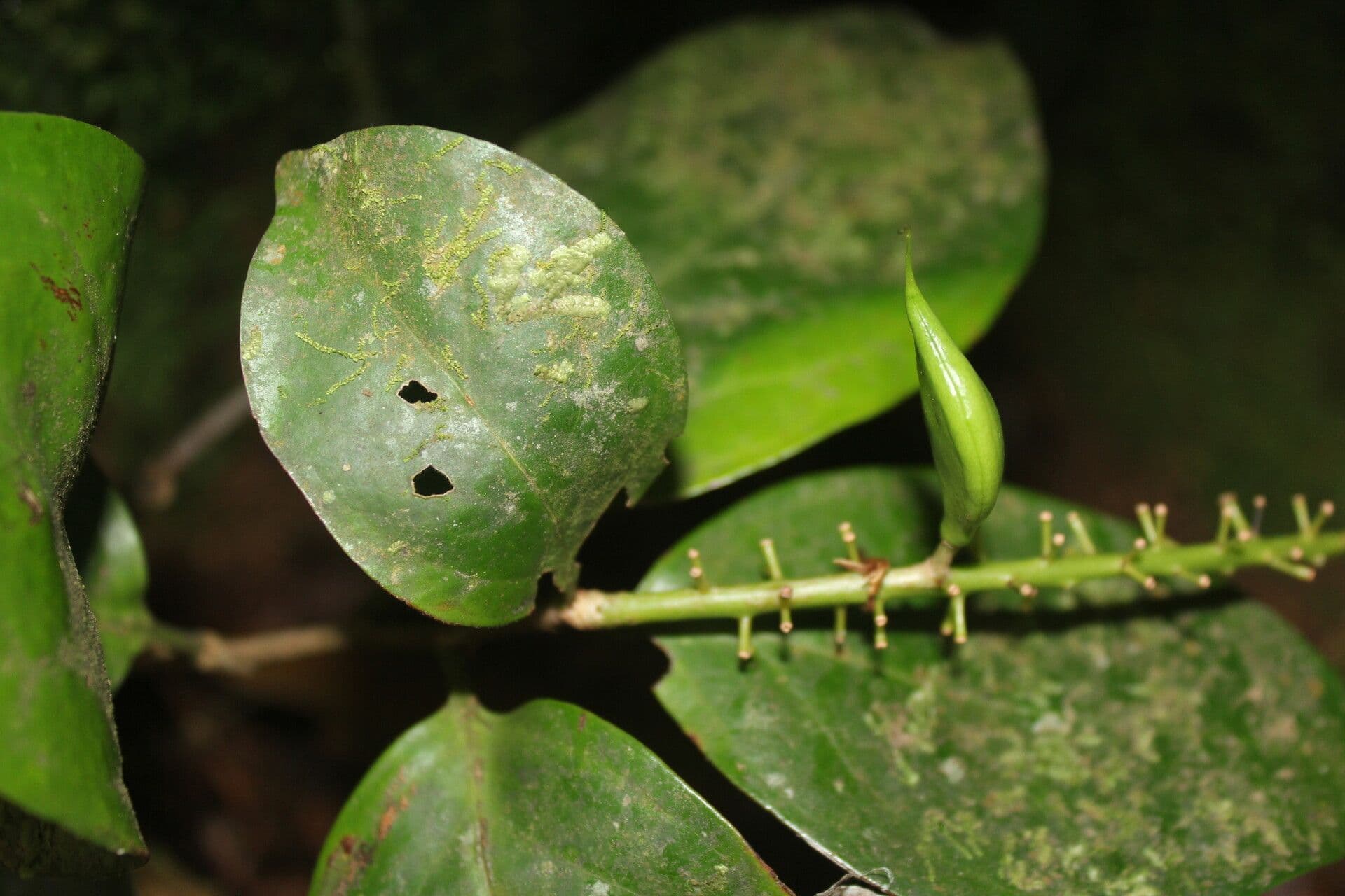 Roupala 2