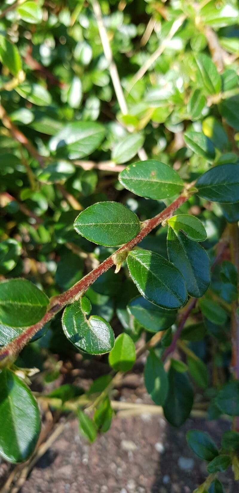Cotoneaster di Dammer 23