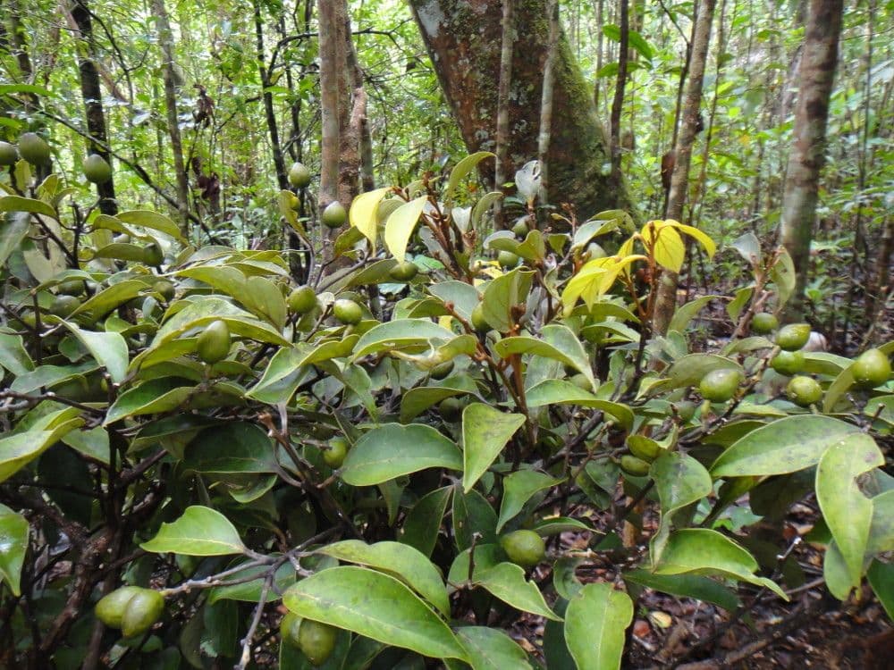 Cryptocarya 5