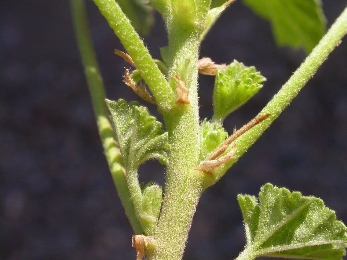 Malva pusilla 24