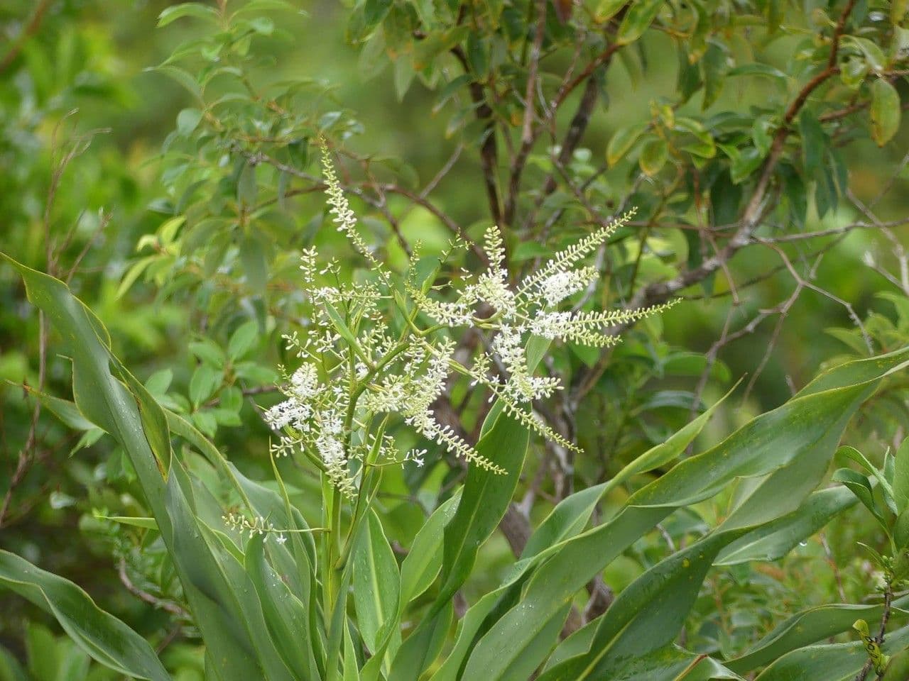 Cordyline mauritiana 8