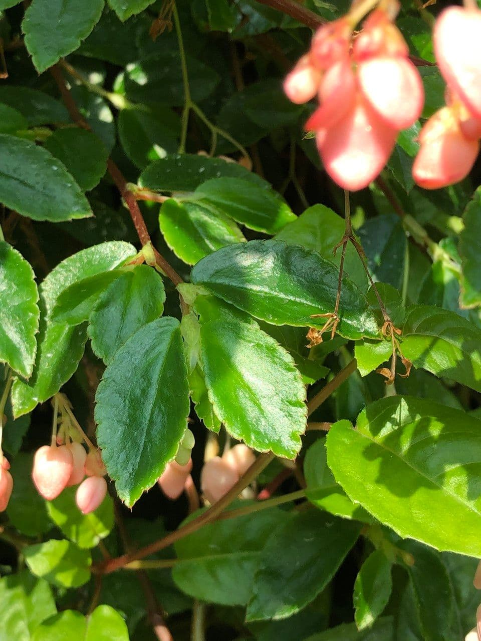 Fuchsienblättrige Begonie 14