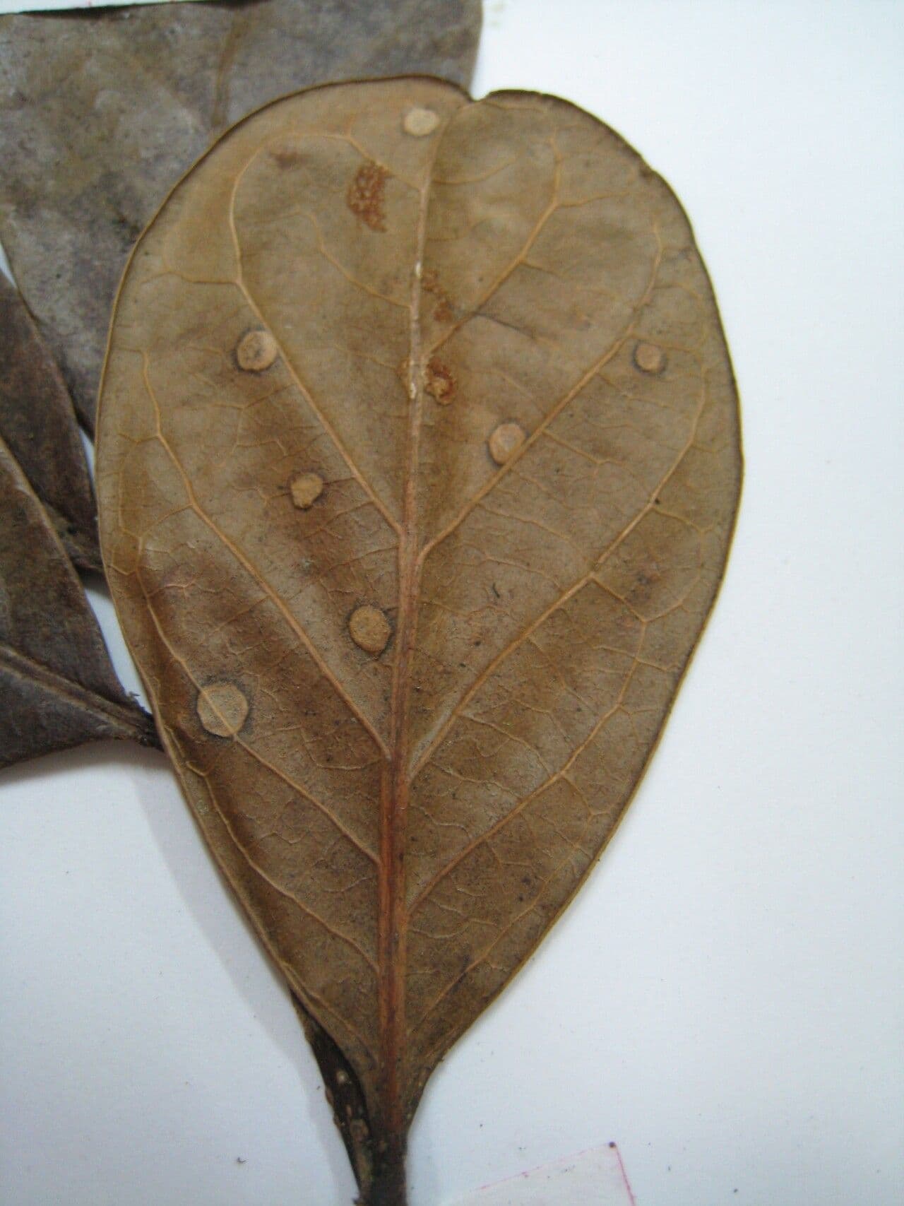 Chrysophyllum 12