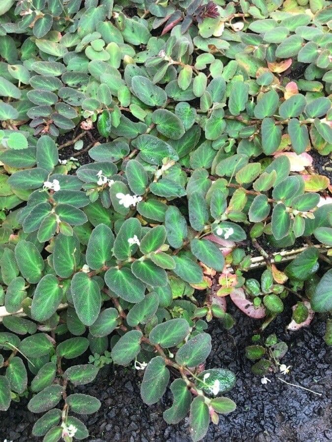 Begonia 6