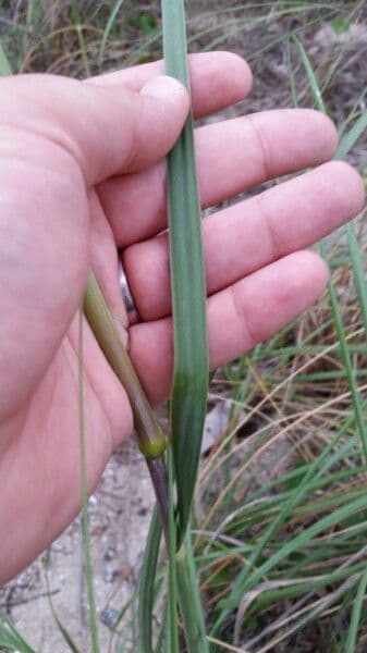 Avena marittima 15