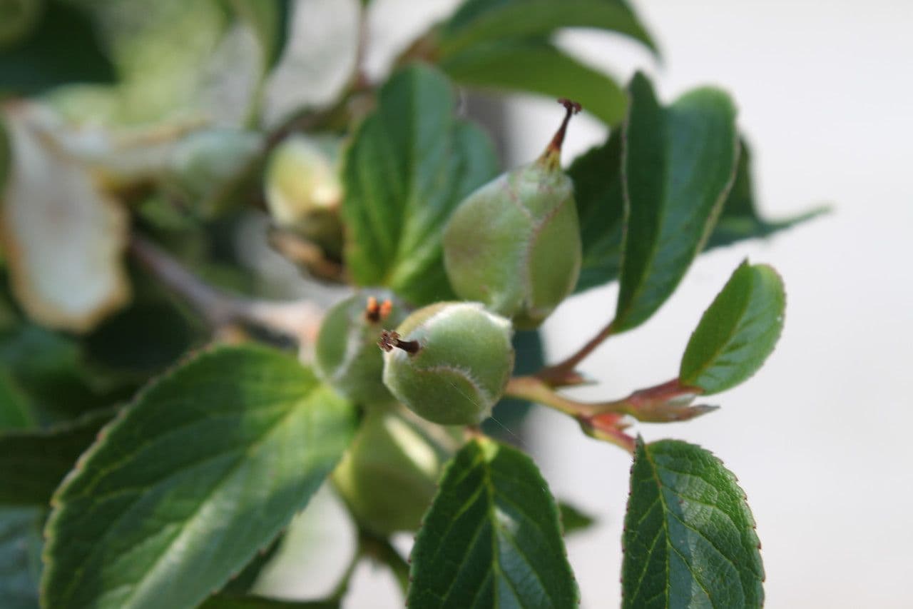 Stewartia ovata 5