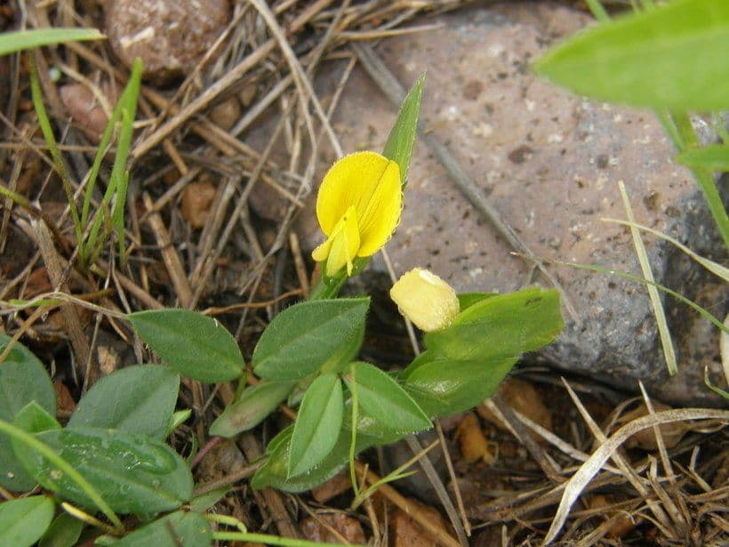 Zornia reticolata 10