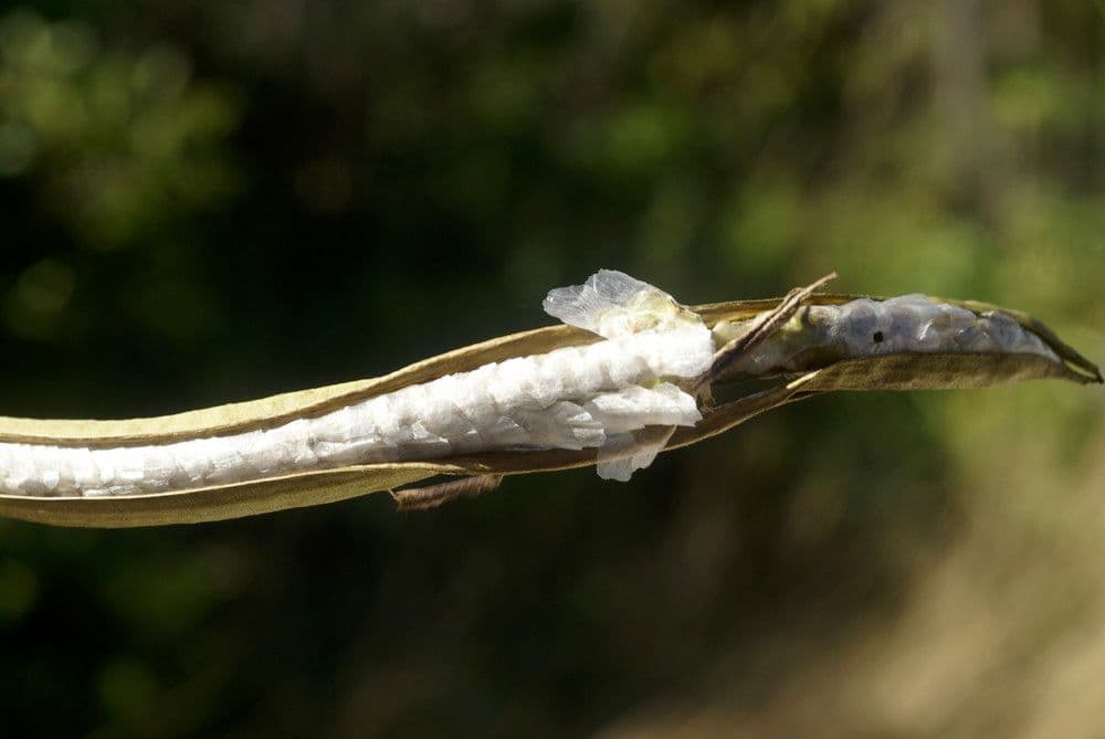 Roble blanco 5