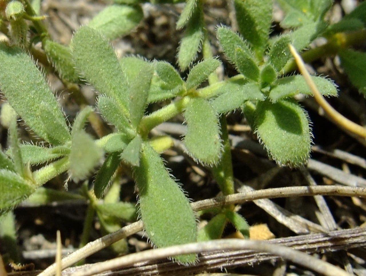 Herniaria hirsuta 20