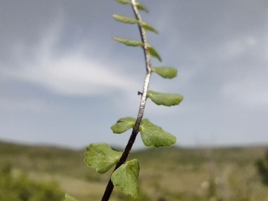 Erba rugginina 22