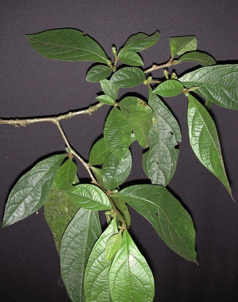 Lycianthes sanctaeclarae 17