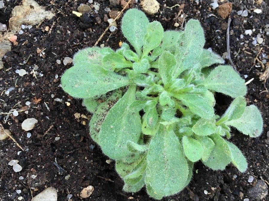 Campanula mollis 11