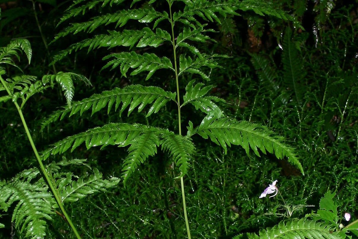 Pteris multifide 5