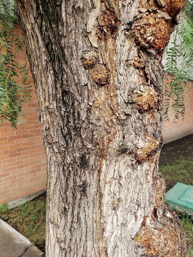 Schinus areira 12