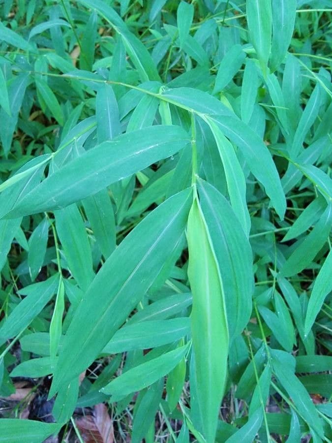 Microstegium vimineum 2