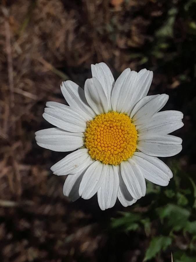 Camomilla fetida 5