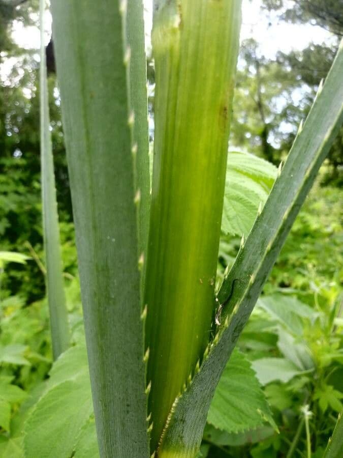 Yucca-Mannstreu 24