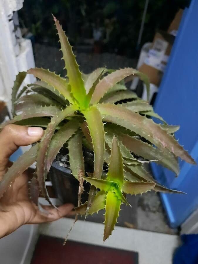 Orthophytum harleyi