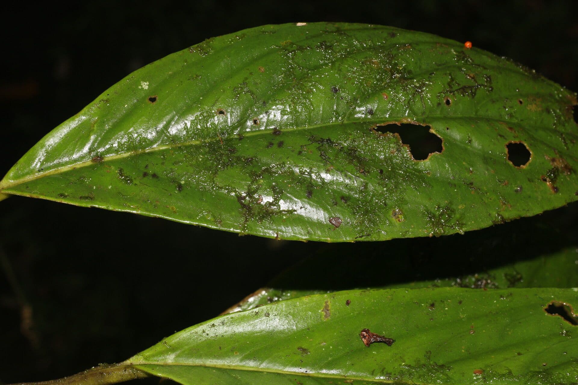 Besleria notable 5