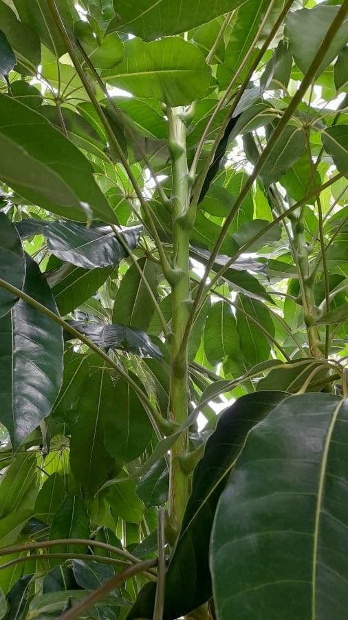 Schefflera 30