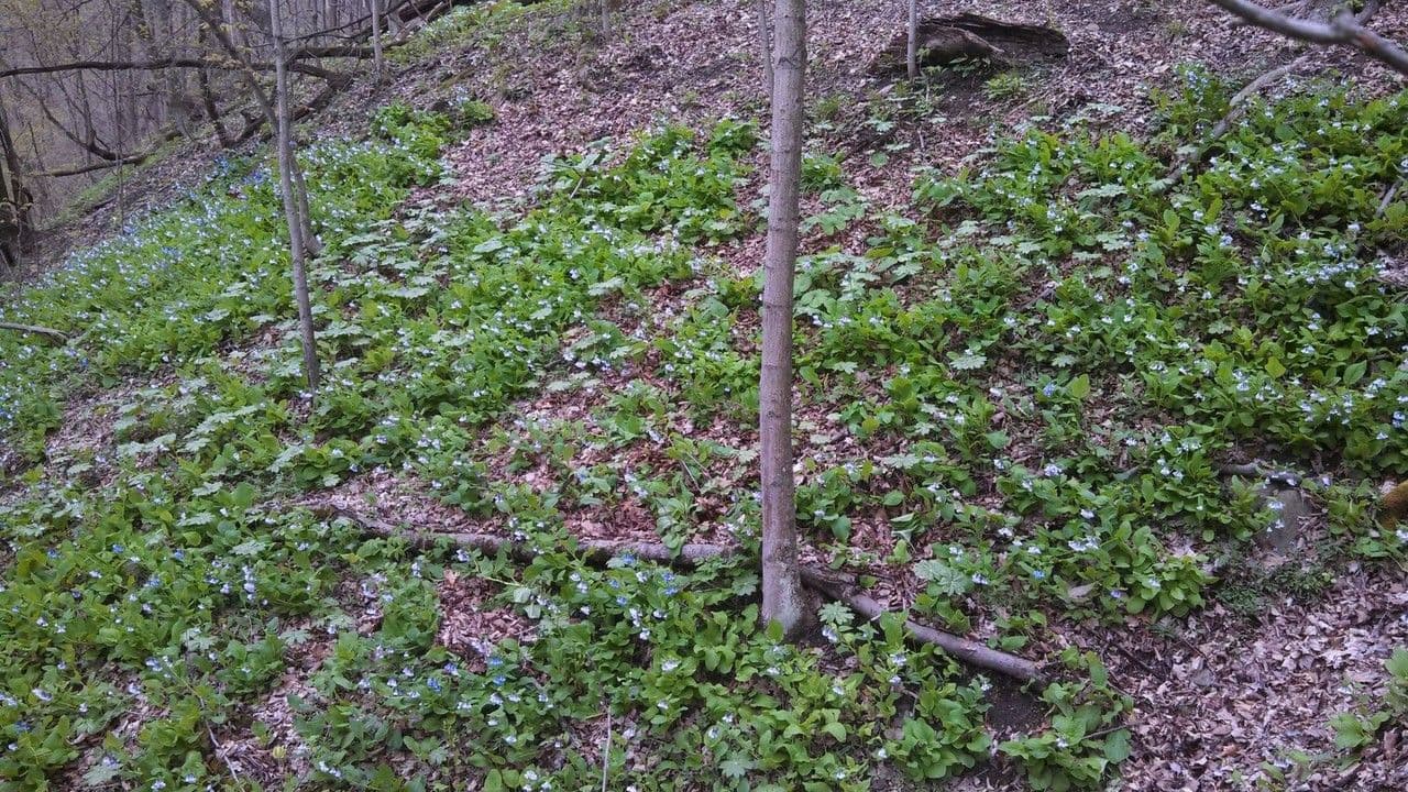 Virginisches Blauglöckchen 16