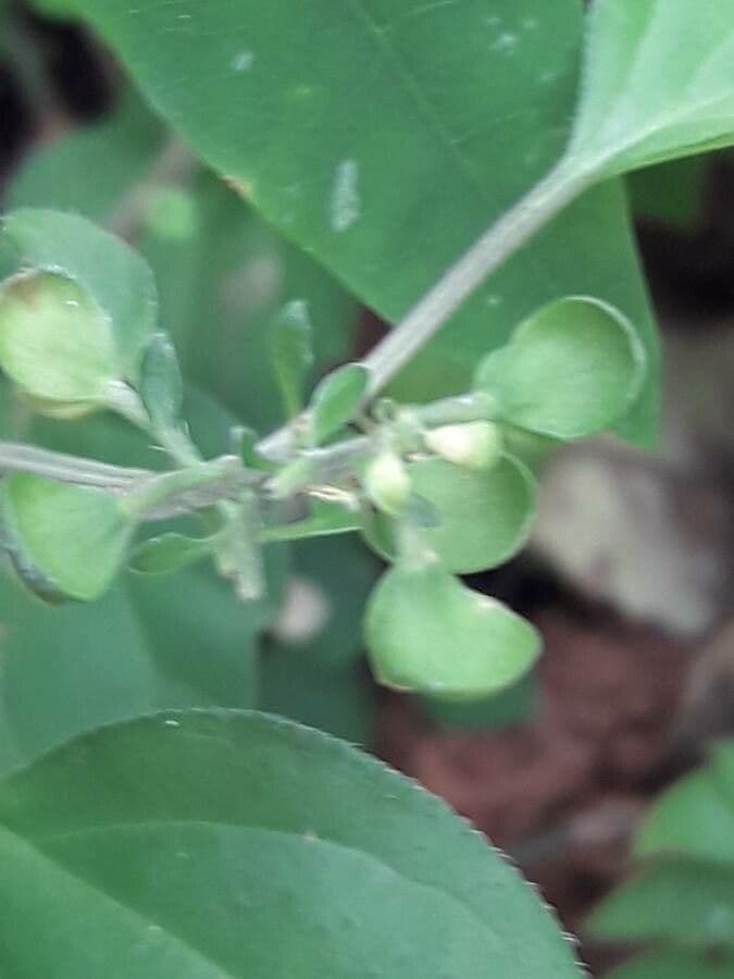 Scutellaria 10