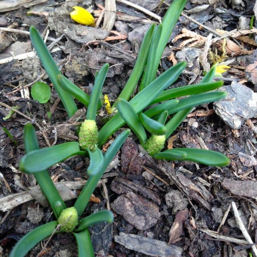 Muscari armeniaco 17