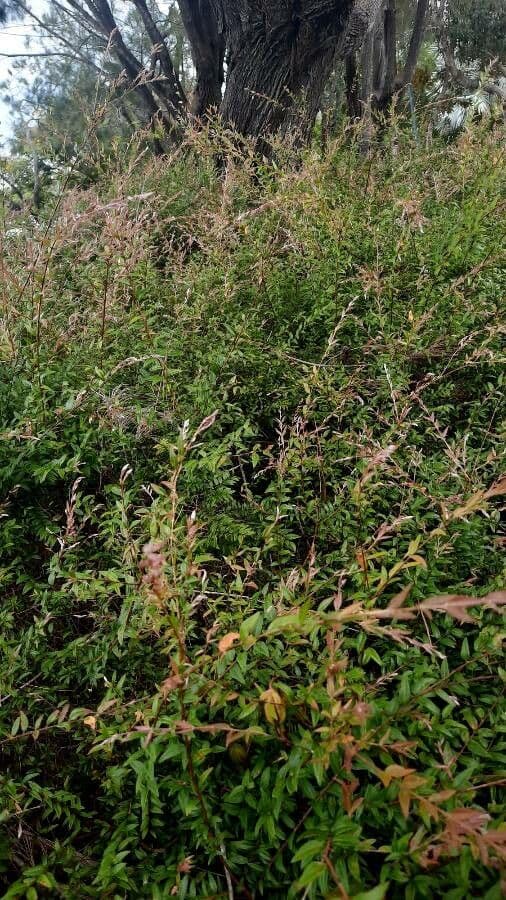 Austromyrtus 3