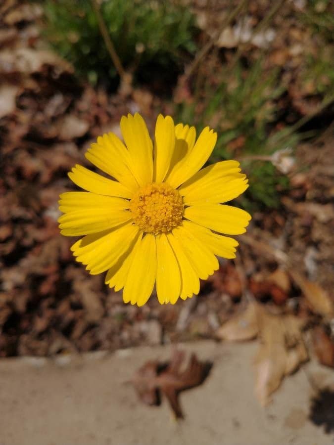 Actinea acaules 2