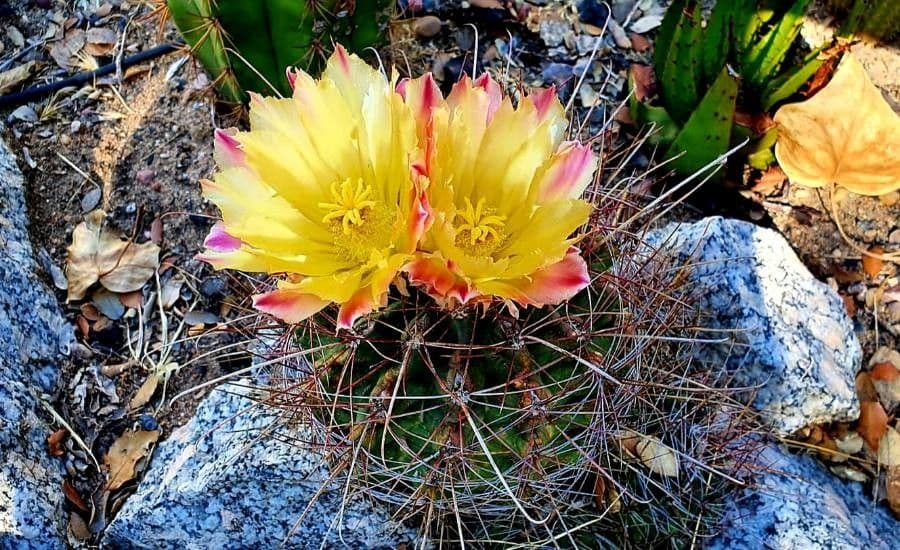 Cactus barile uncinato 3