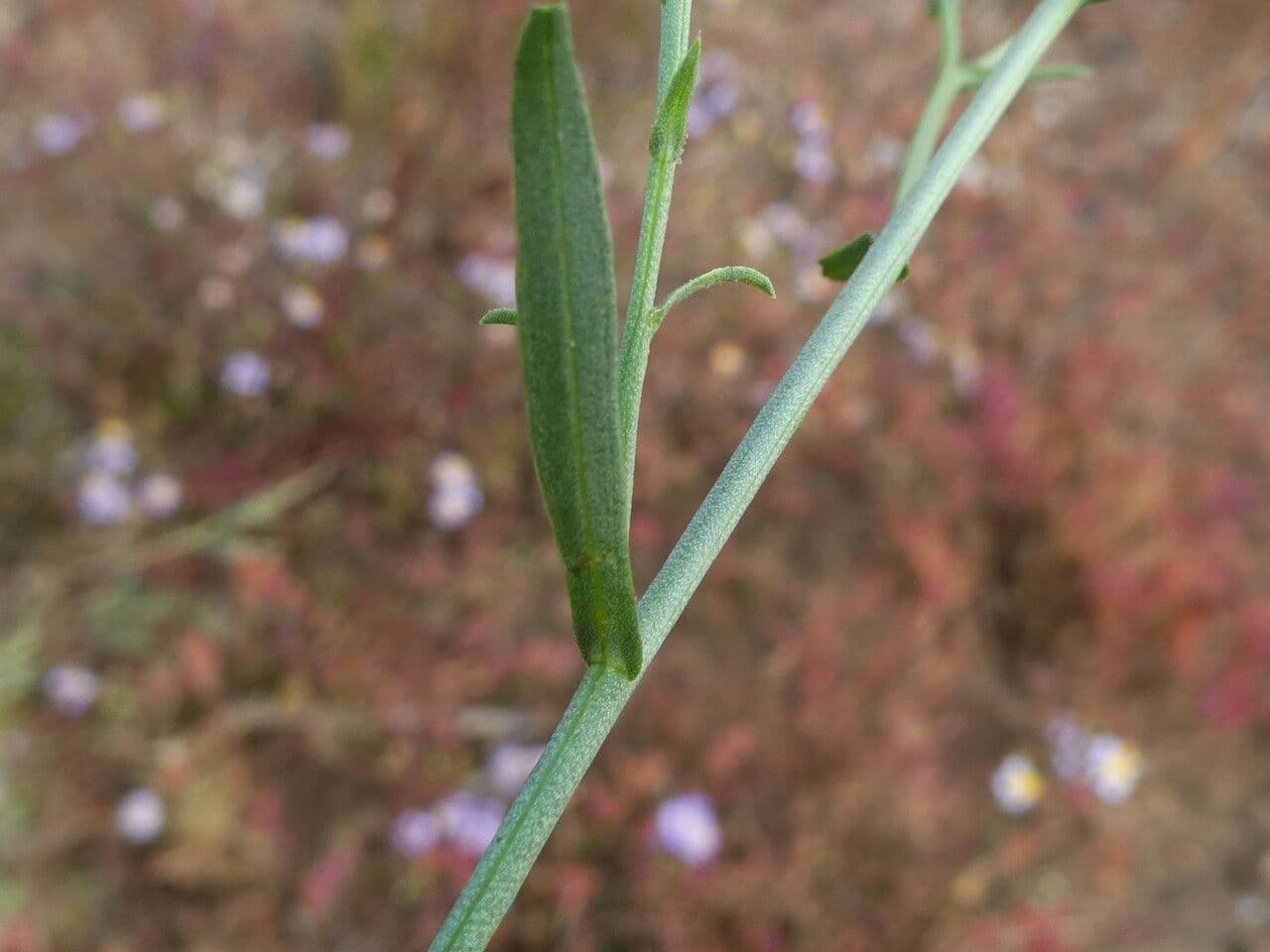 Aster solny 22
