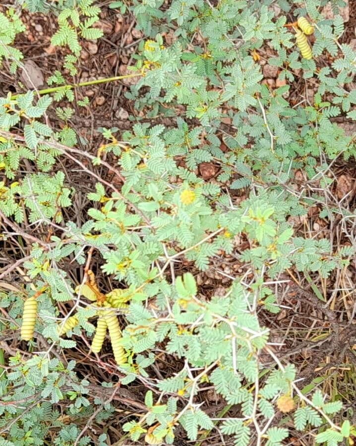 Kriechende Prosopis 9