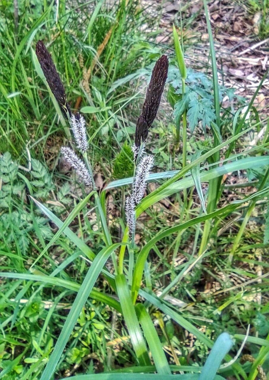 Cárex 15