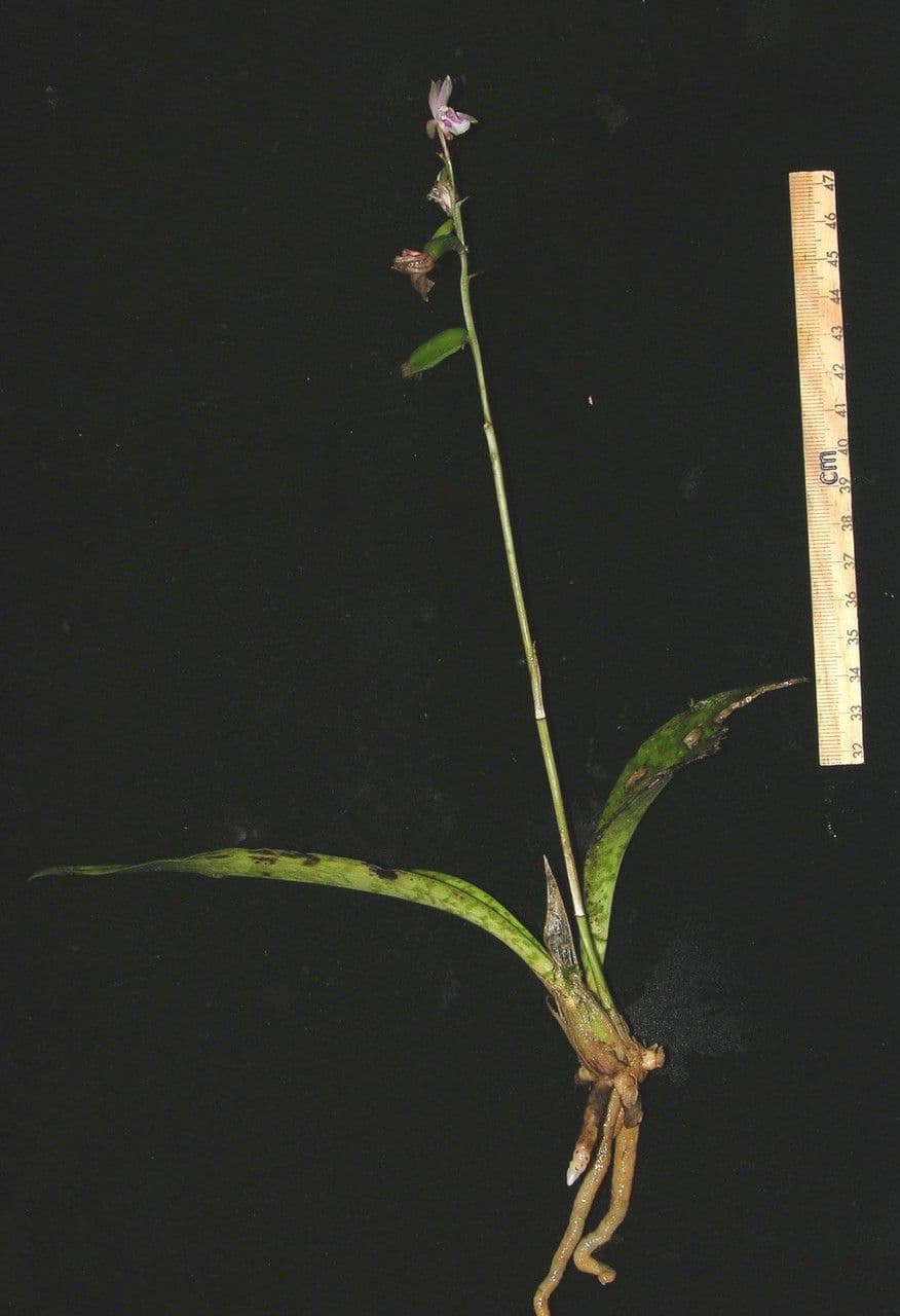 Orchidea monaca 25