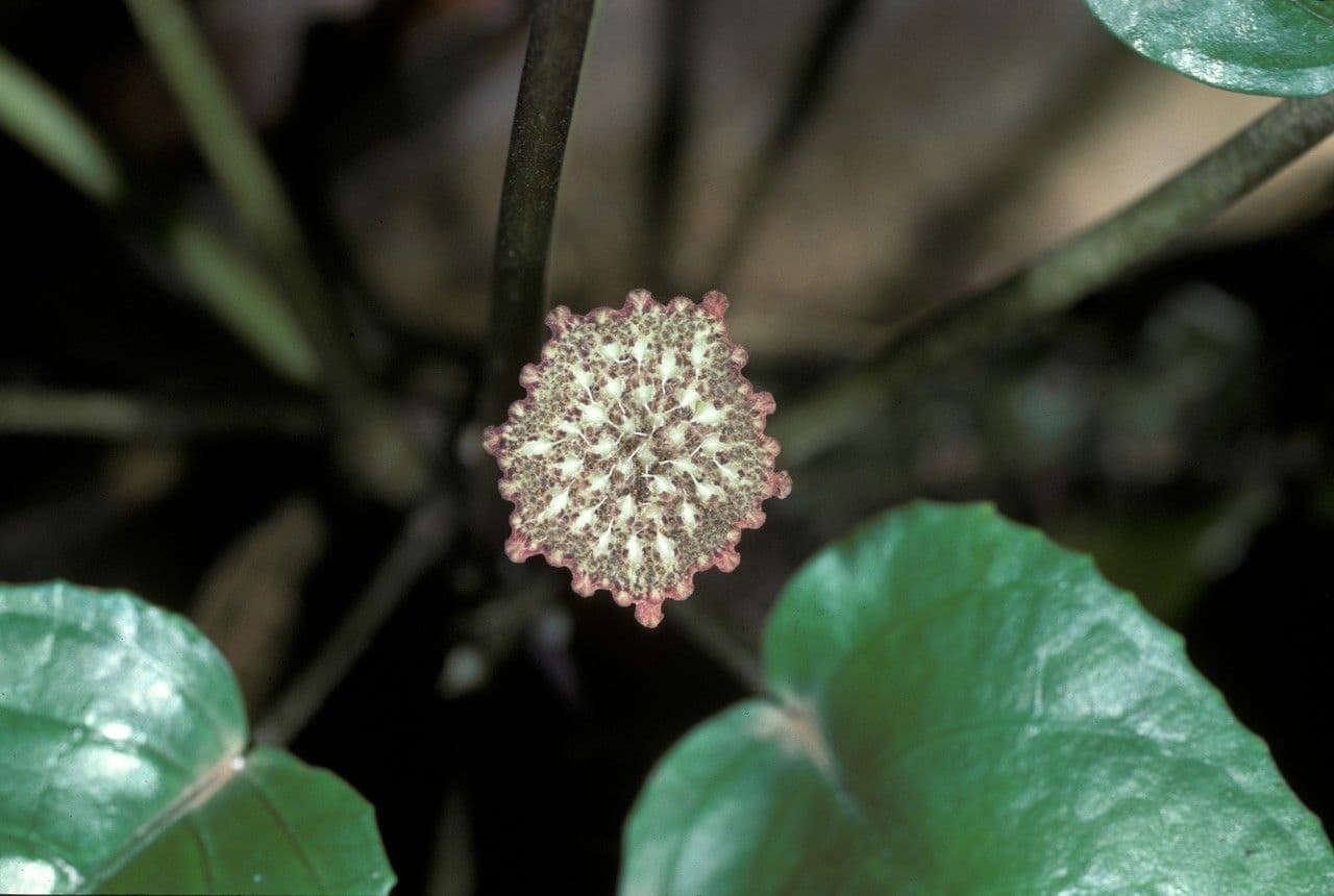 Dorstenia 2