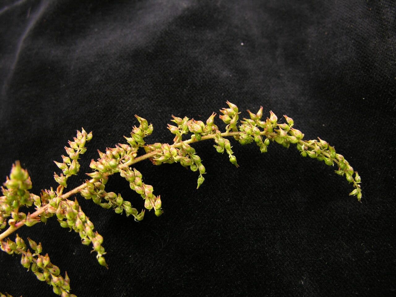Spirea falsa alta 2