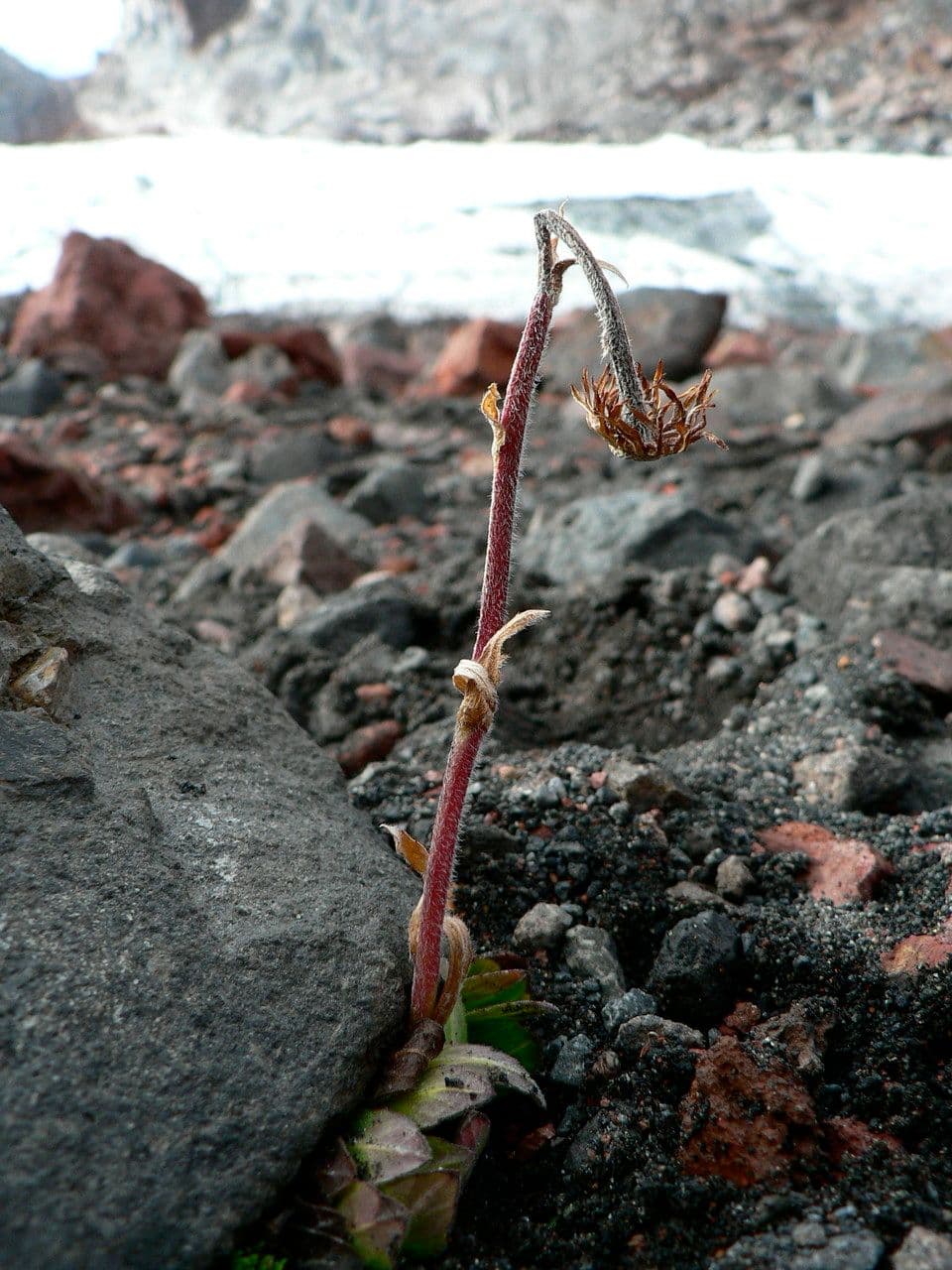 Silene 5