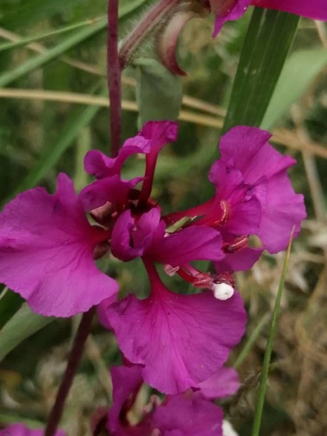 Clarkia 3