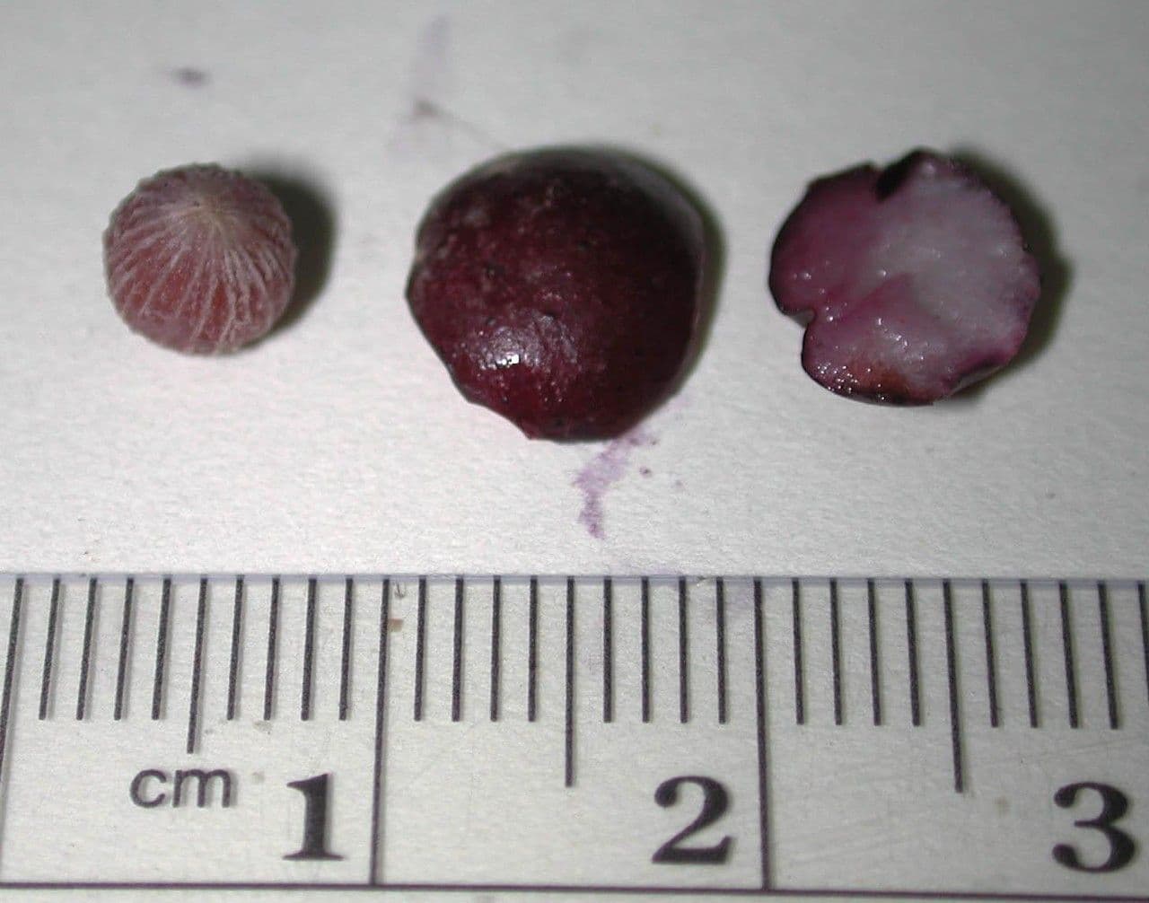 Hymenandra 12