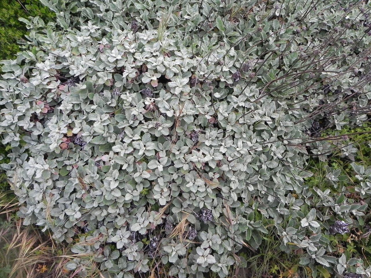 Eriogonum 18