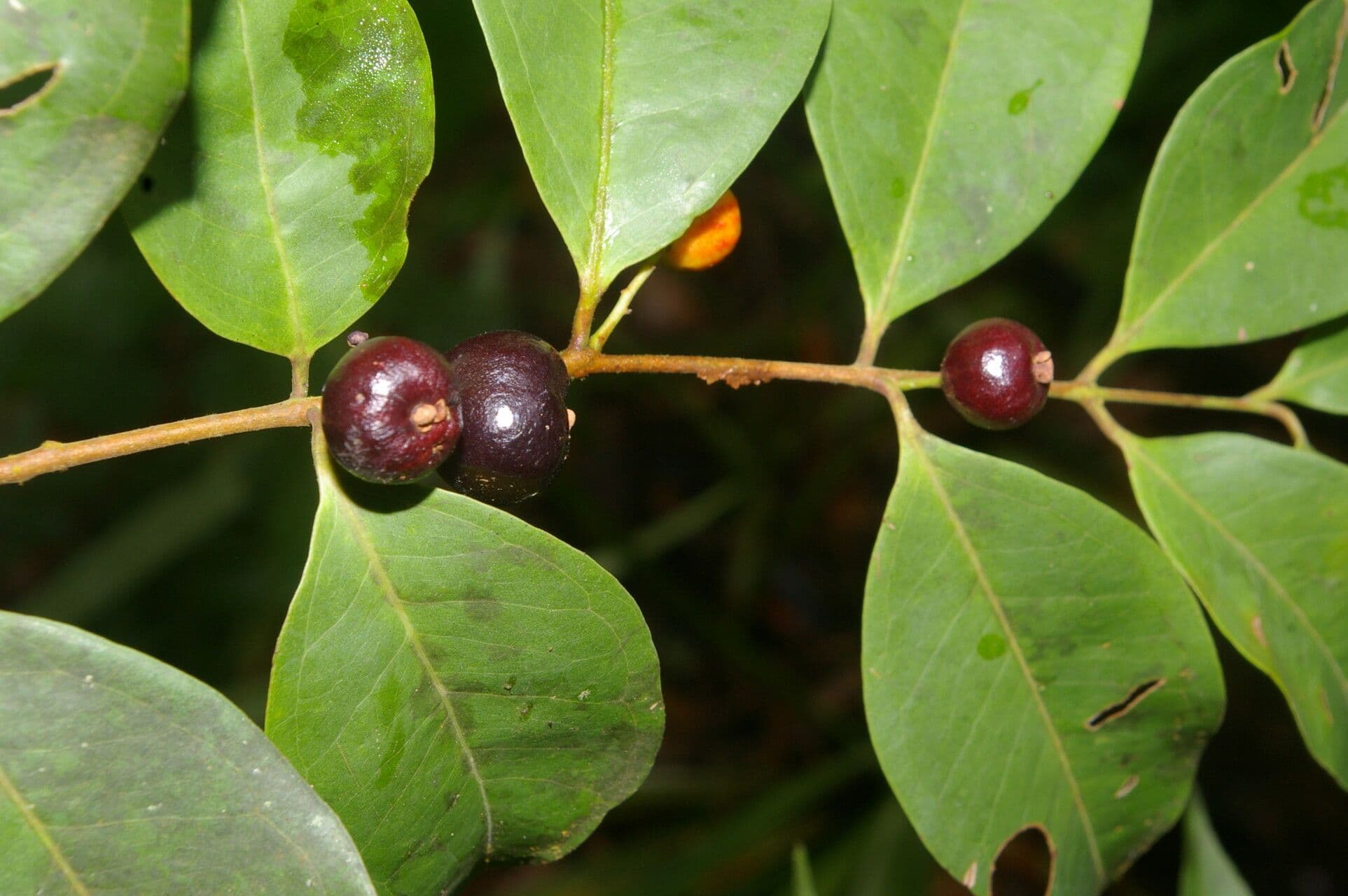 Eugenia 5