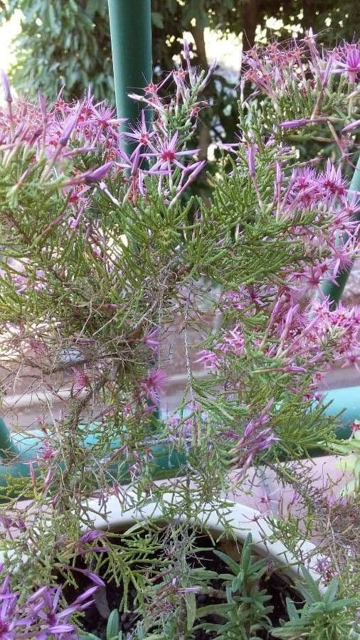 Calytrix 4