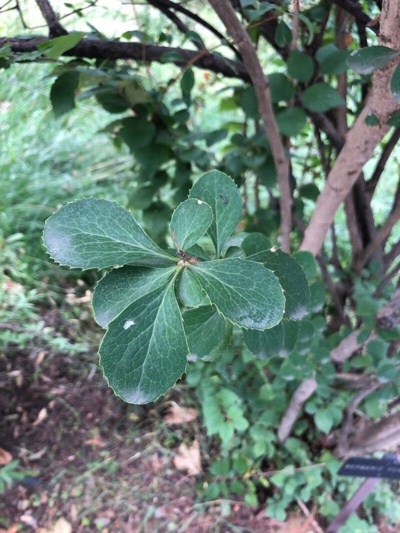 Agracejo 10