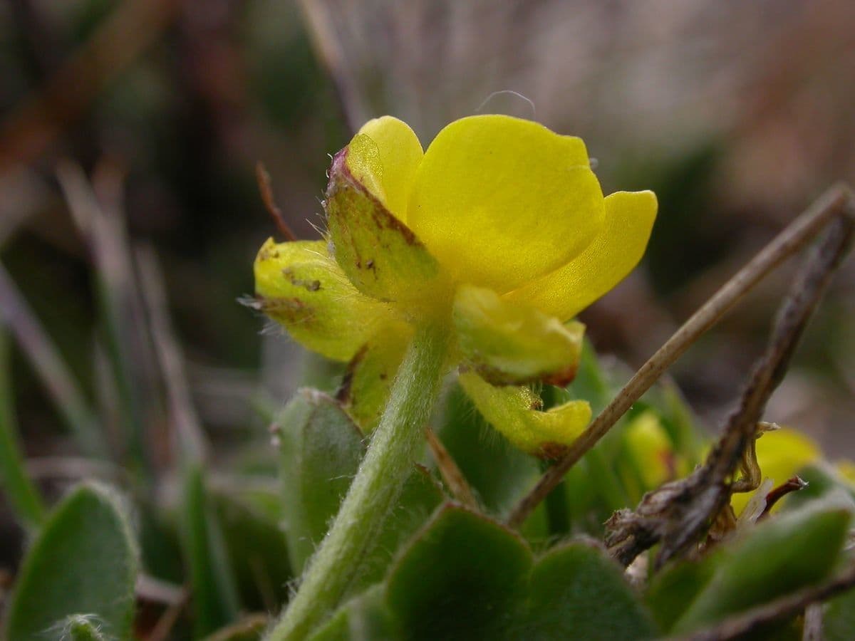 Ranunculus pulchellus 2