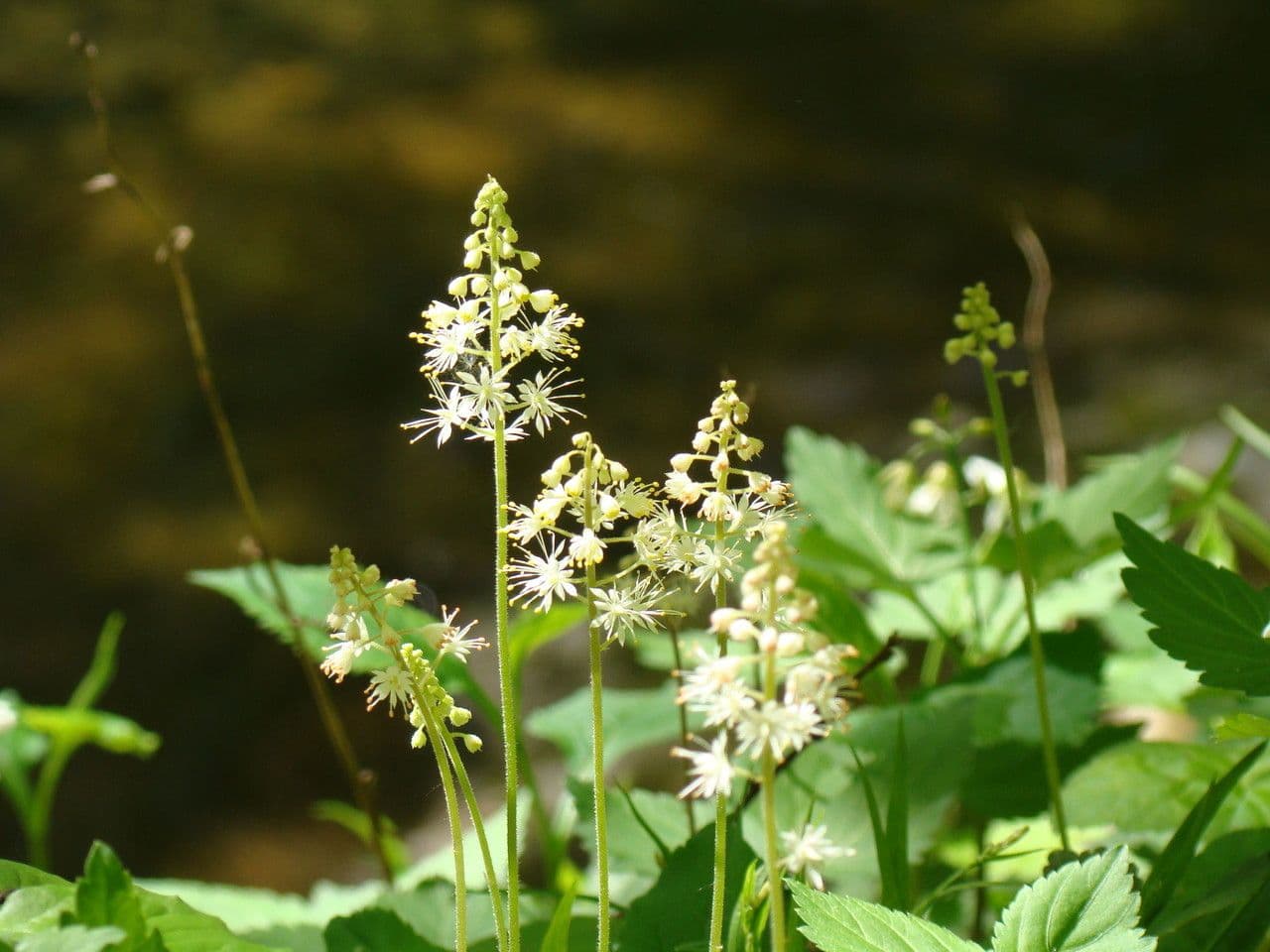 Schaumblüte 9