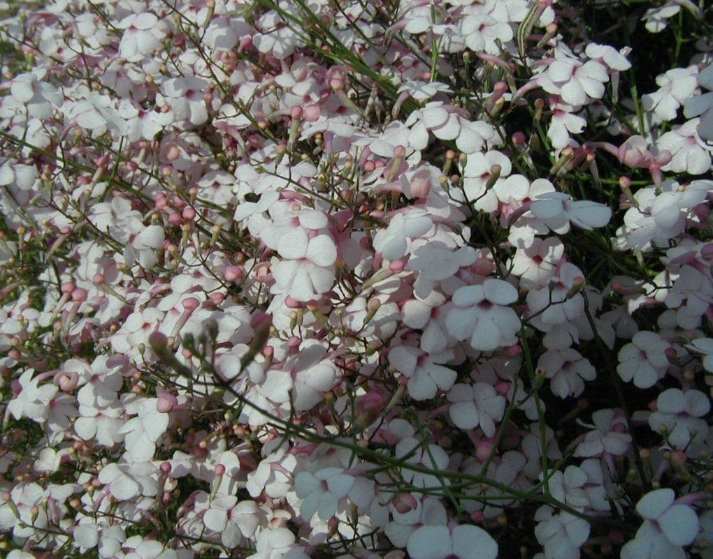Penstemon 5