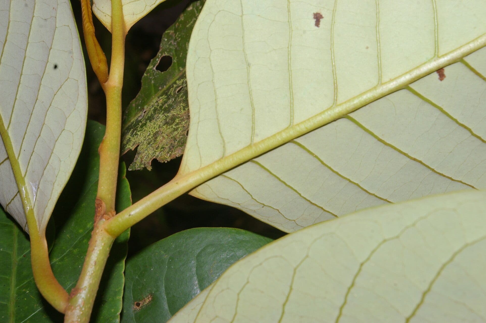 Otoba novogranatensis 20